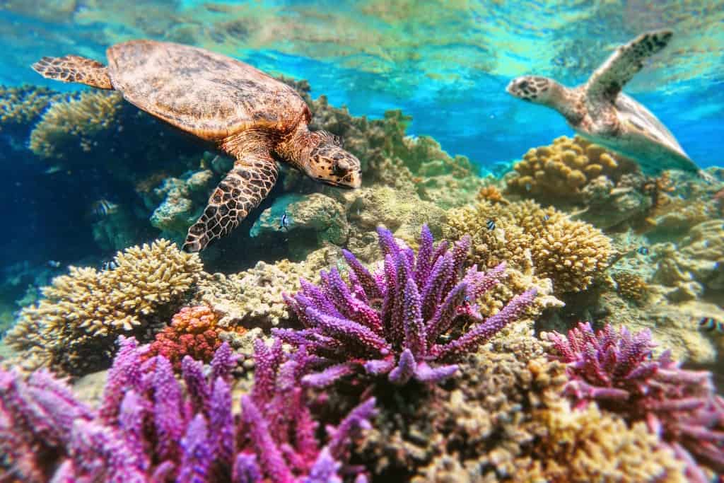 Bright purple colored coral in turquoise water with two turtles swimming.