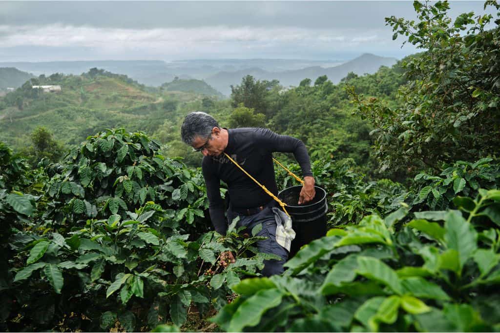 A man with gray hair and a long sleeve black shirt picking coffee beans.  A tropical scene behind him with many layers of mountains.