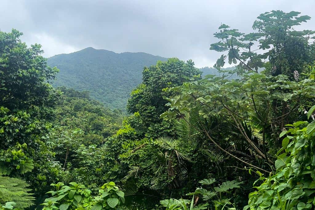 A tropical forest with a tree and cloud mountain in the background