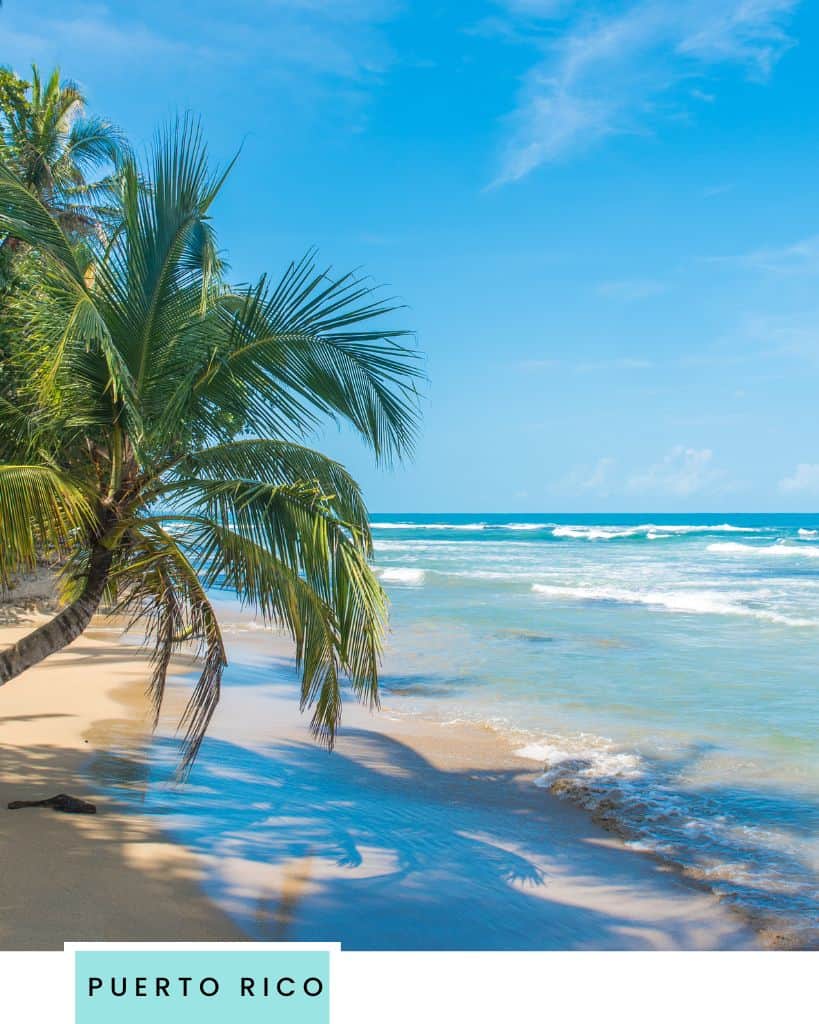 A big green palm tree hanging hanging over its shadow on the sand in front of a tropical ocean.