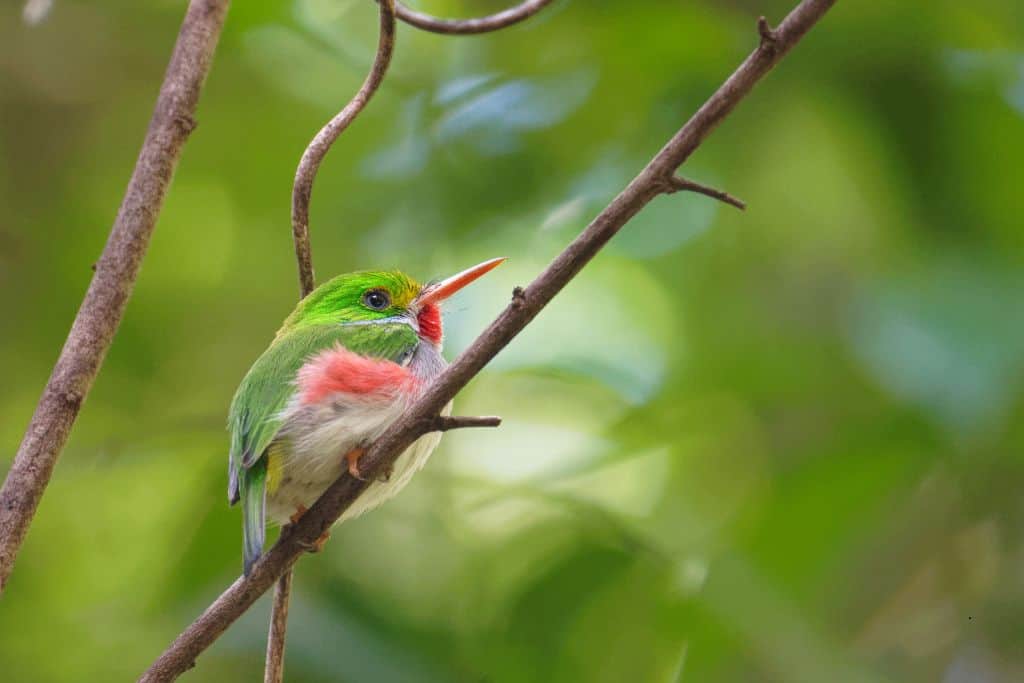 A bird with a bright green head and a long red beak perched on a branch with a forest behind it.