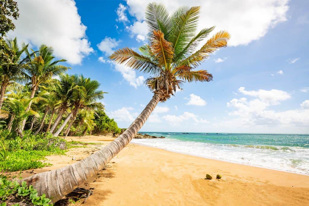 A tall palm tree bent over a yellow sand beach with turquoise waves splashing on the sand, and two coconut shells.