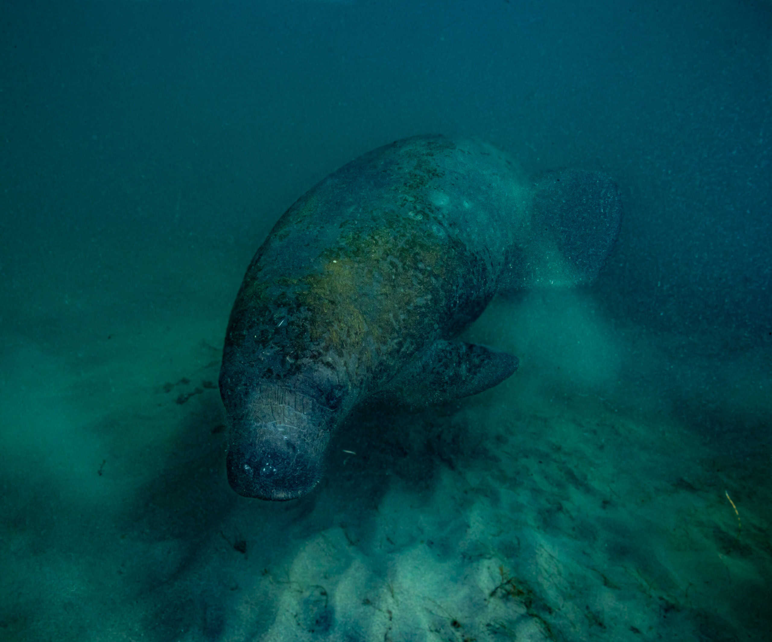 A manatee swimming along the sand in dark waters