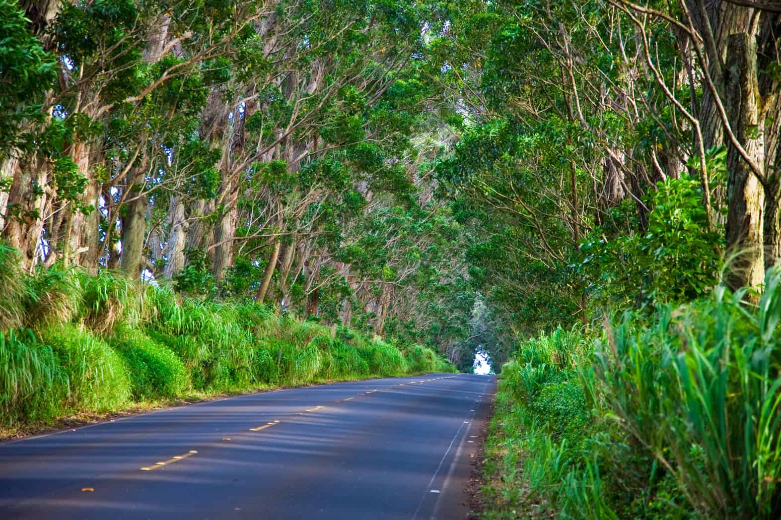 A road heading down a tunnel of green trees on Kauai