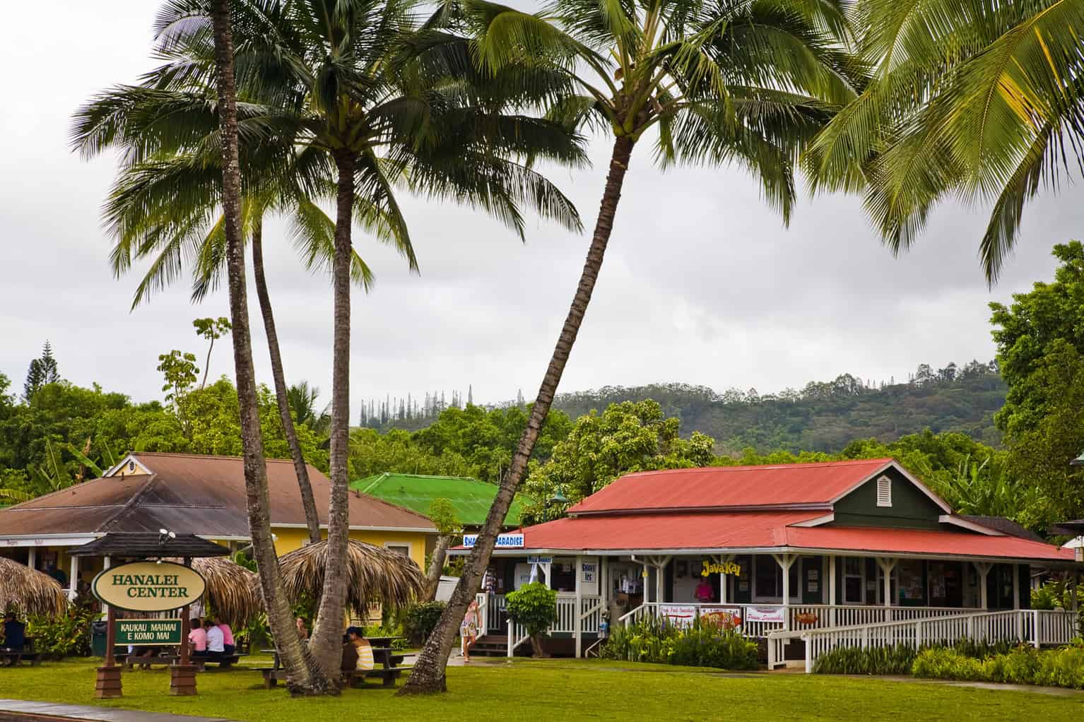 Tall trees with several buildings behind them with a red roof in Hanalei Kauai