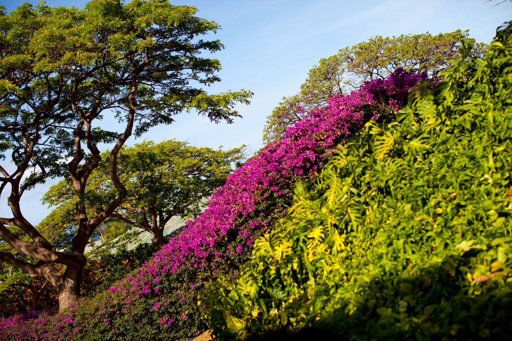 A bright green hillside with a row of brightly colored purple flowers down it and bonsai trees behind it.