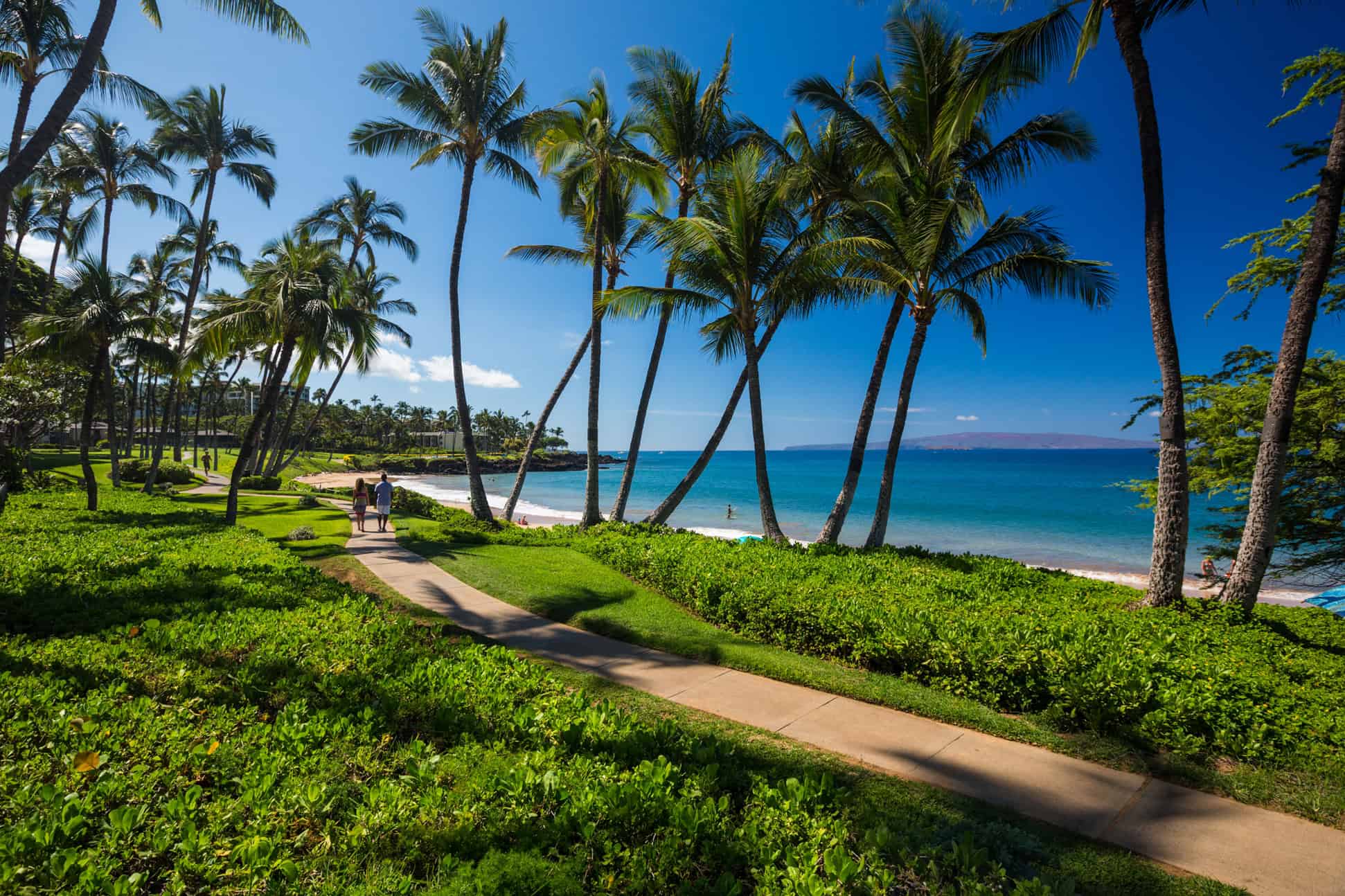 A dirt pathway through bright green plans with two people walking on it and palm trees and the ocean in the background.