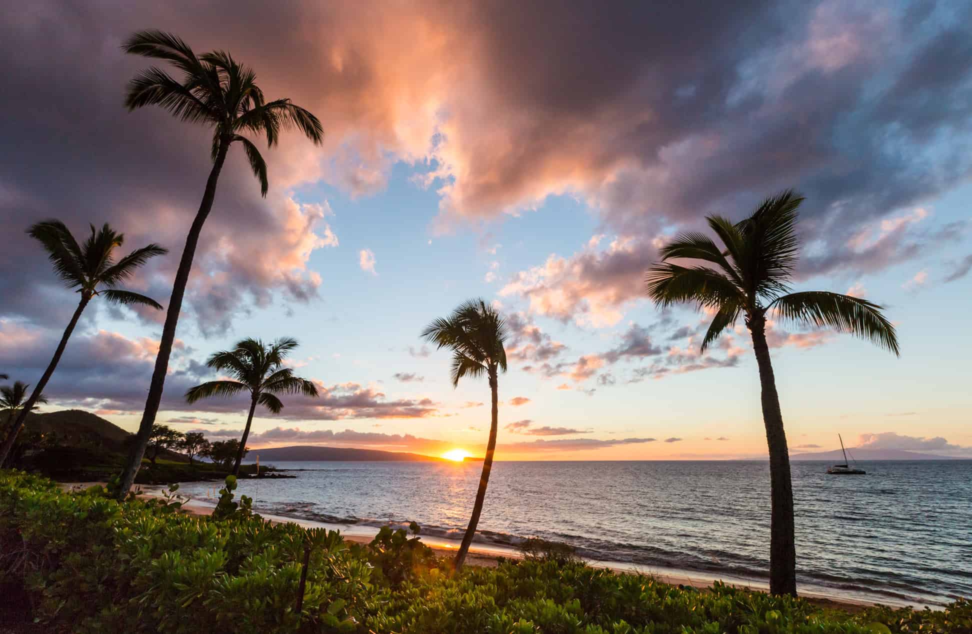 A stunning sunset with palm trees and an ocean in the background