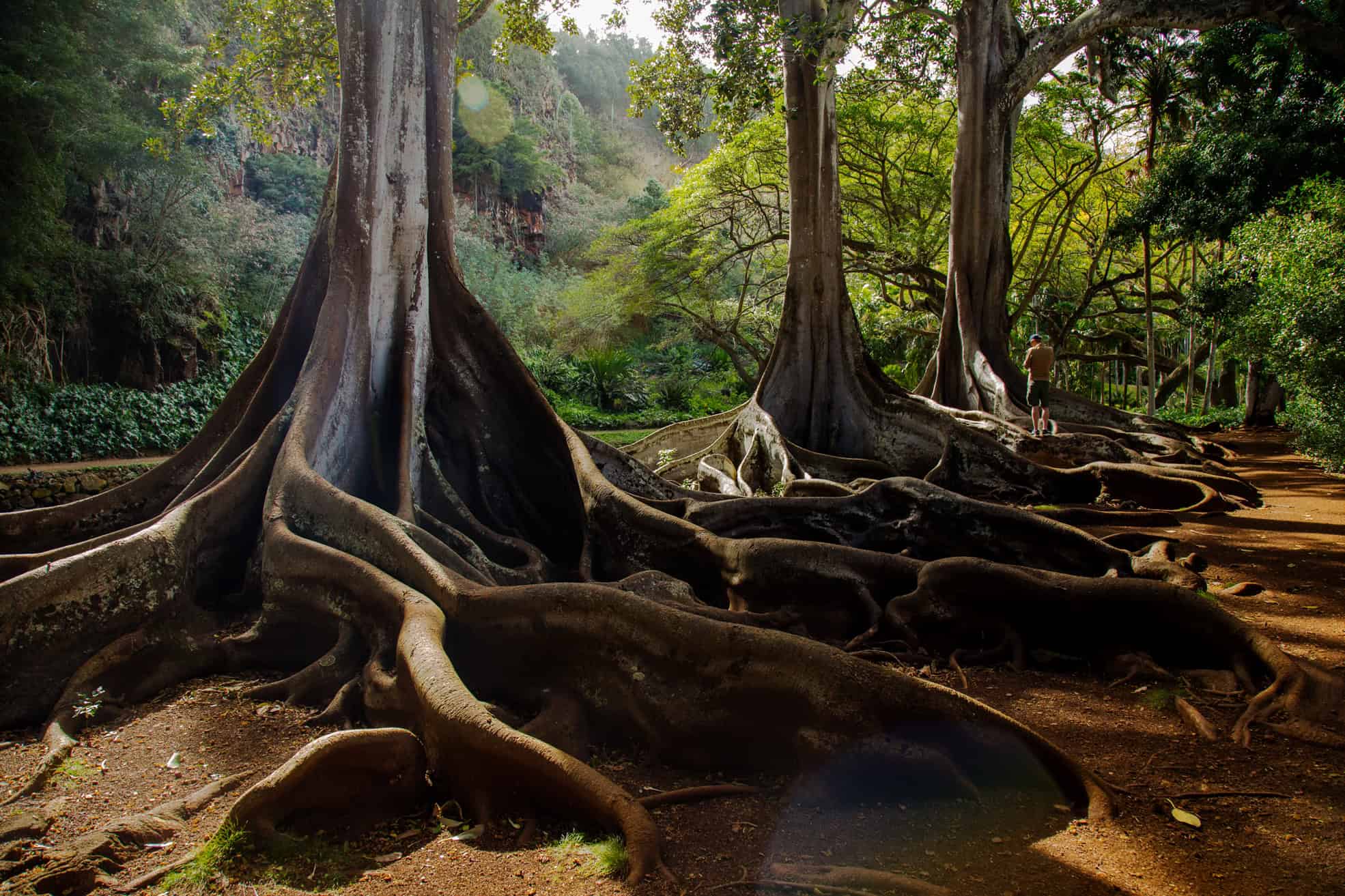 The bases and roots of Australian Fig Trees, wrapping around each other with a green forest behind