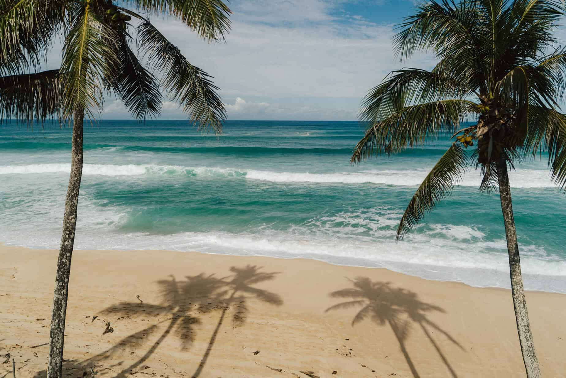 Palm trees in the foreground and shadows on the sand with a turquoise ocean in the background