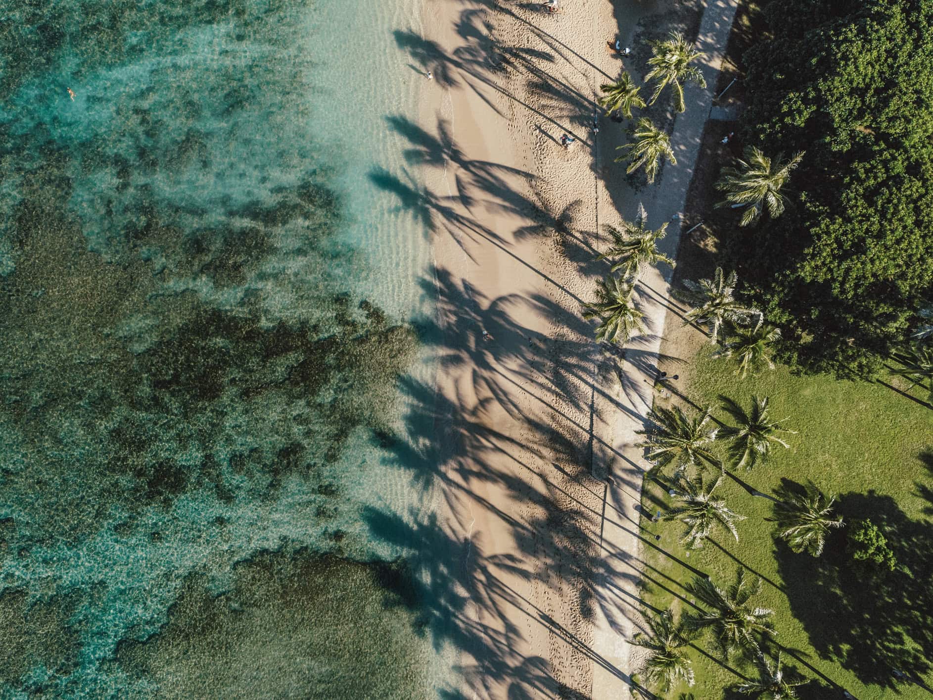 An aerial view with a calm ocean on the left, a sand shore in the middle with palm tree shadows, and trees to the right