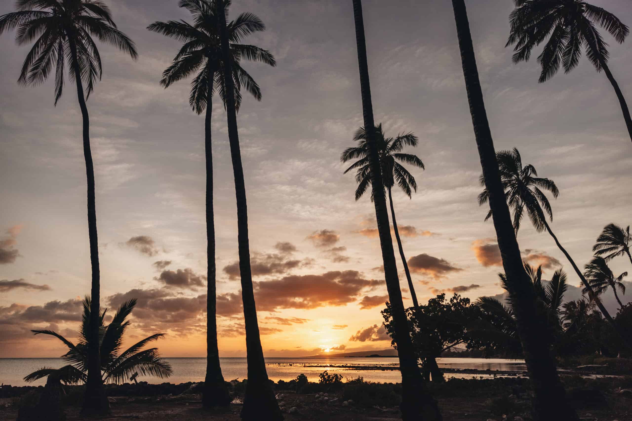 The shadows of tall palm trees with a calm ocean and sunset in the background