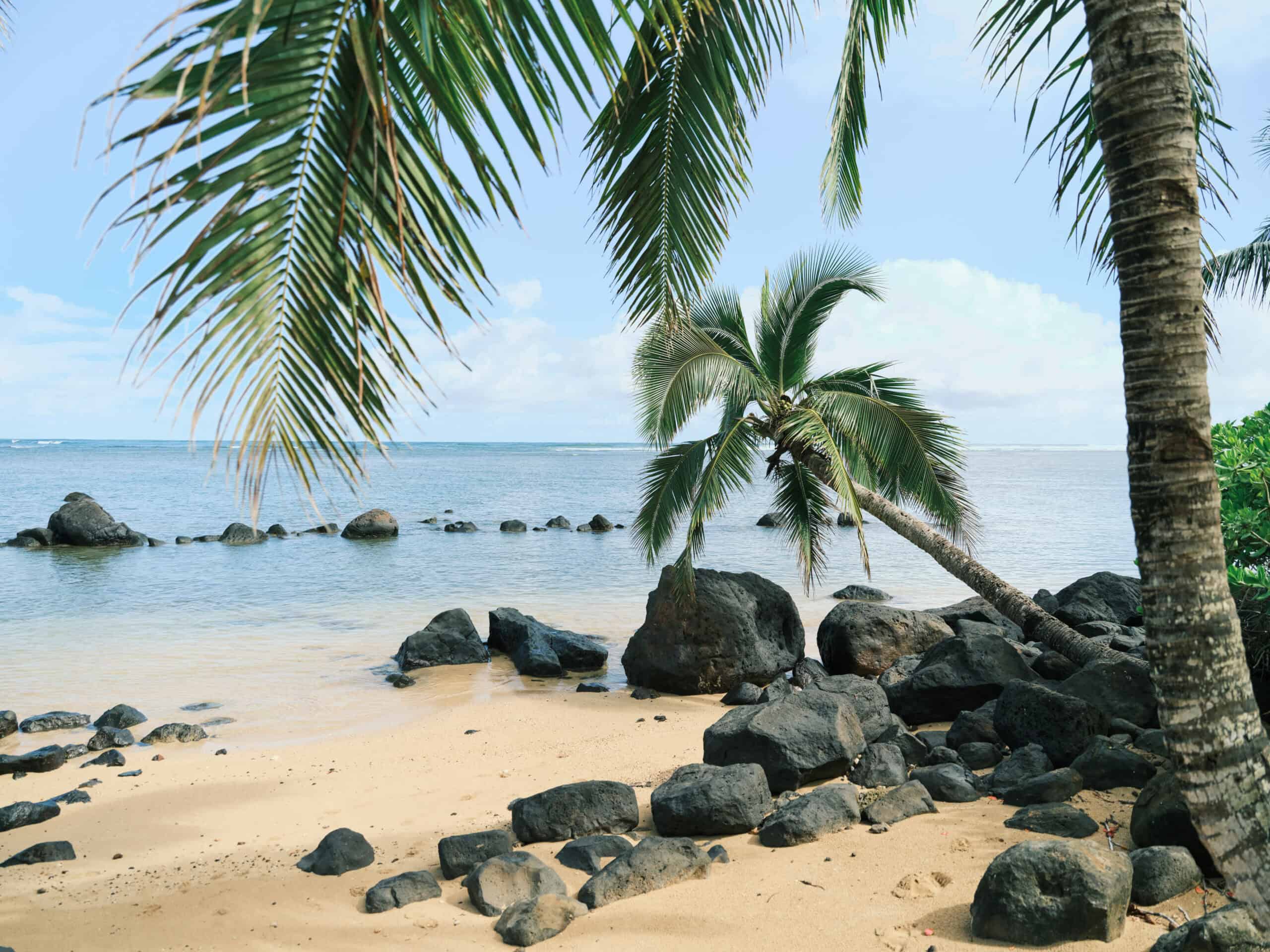 Palm trees and black rocks lining the beach at Anini in Kauai