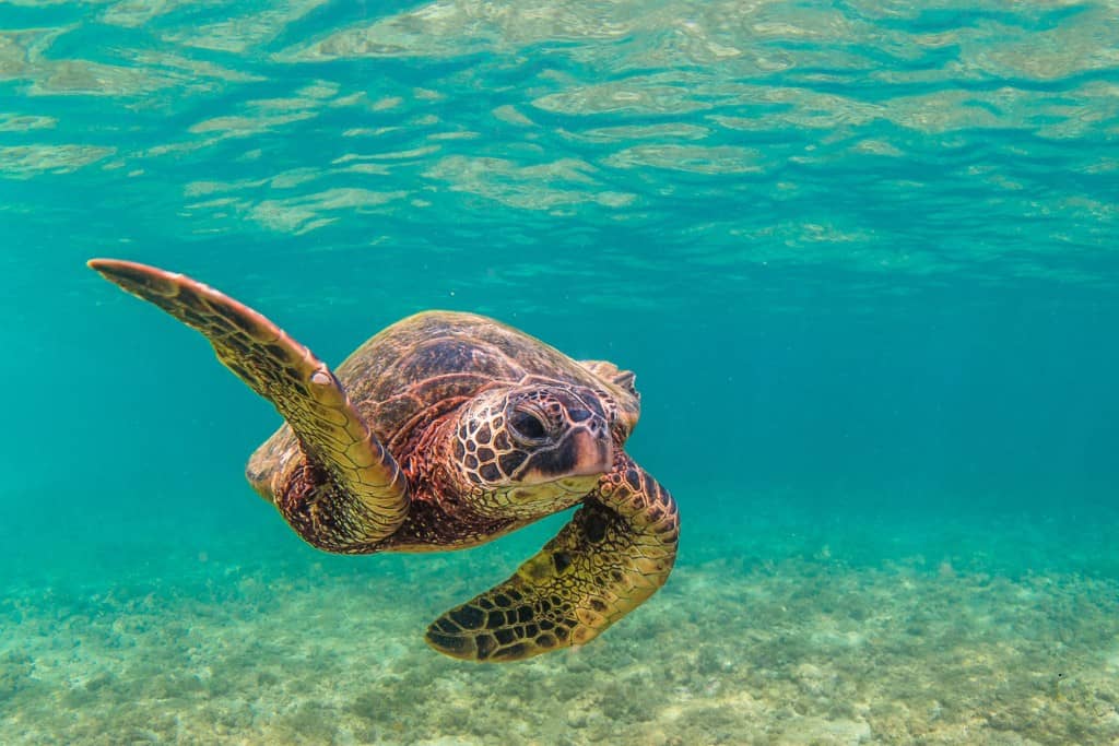 A green turtle swimming through a clear turquoise ocean in Kauai