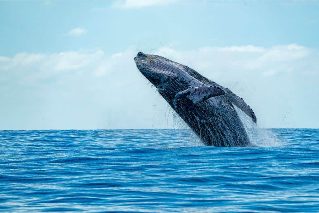 A humpback whale breaching a blue ocean..