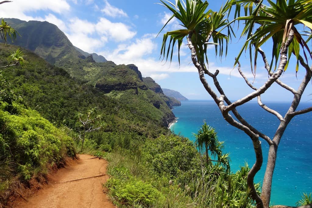 A dirt hiking trail through a heavy foliage area overlooking the ocean in Kauai