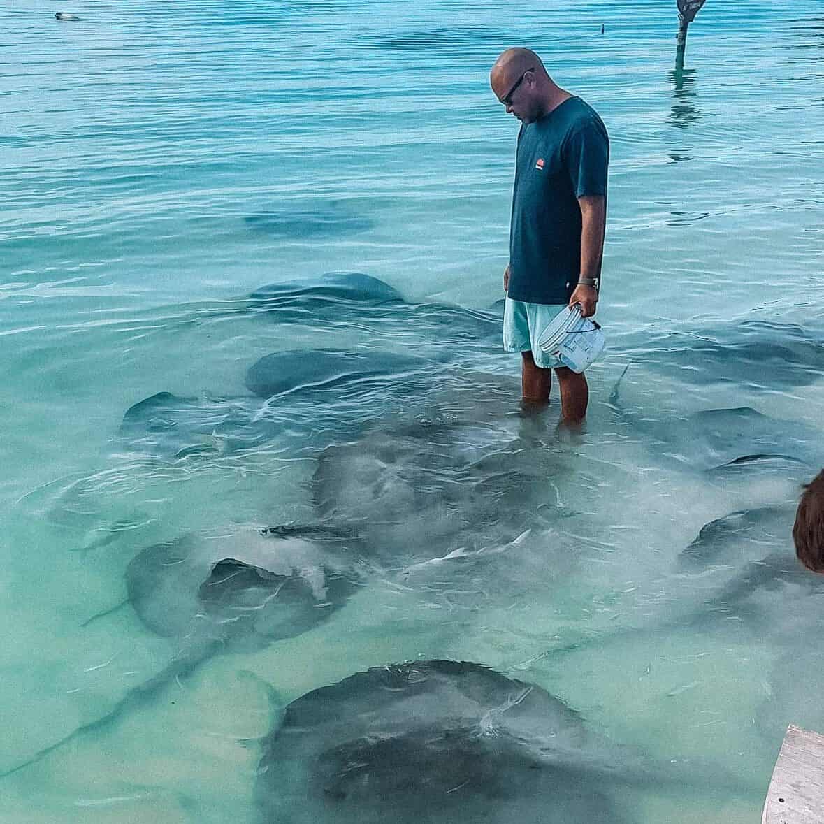 A man wearing light blue shorts and a dark blue tee shirt standing in shallow water with sting rays swimming around his feet.