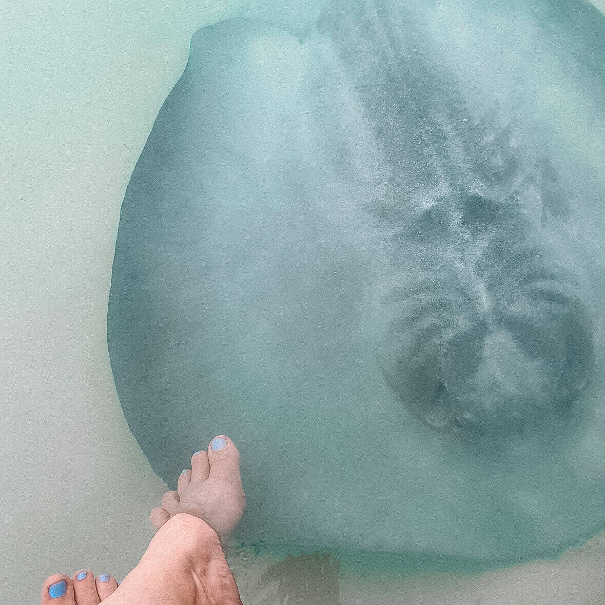 A woman's foot with light blue toe nails and a sting ray swimming near her feet.