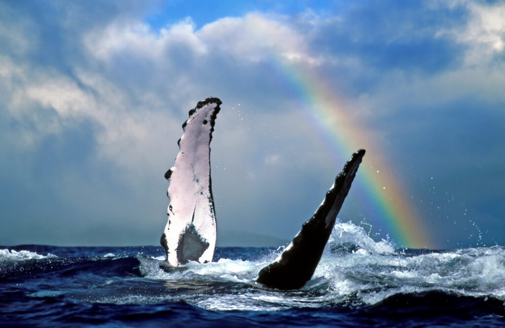 A whale's fin popping out of a dark ocean with a rainbow behind it