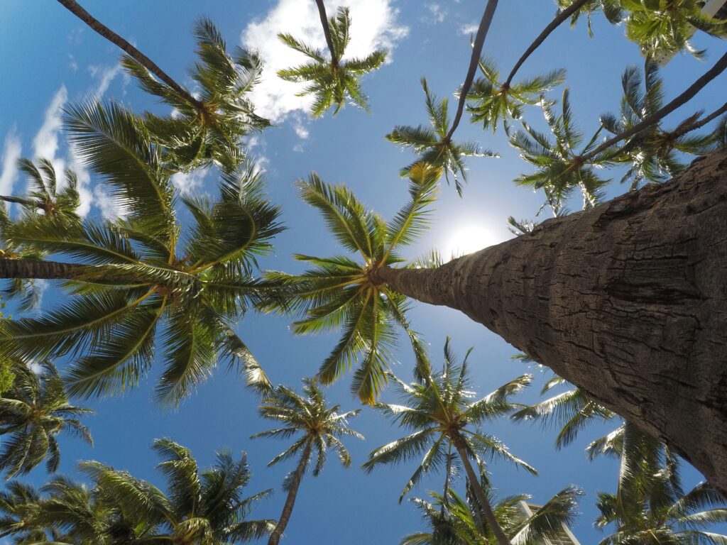 Looking up at palm tree tops against a blue sunny sky