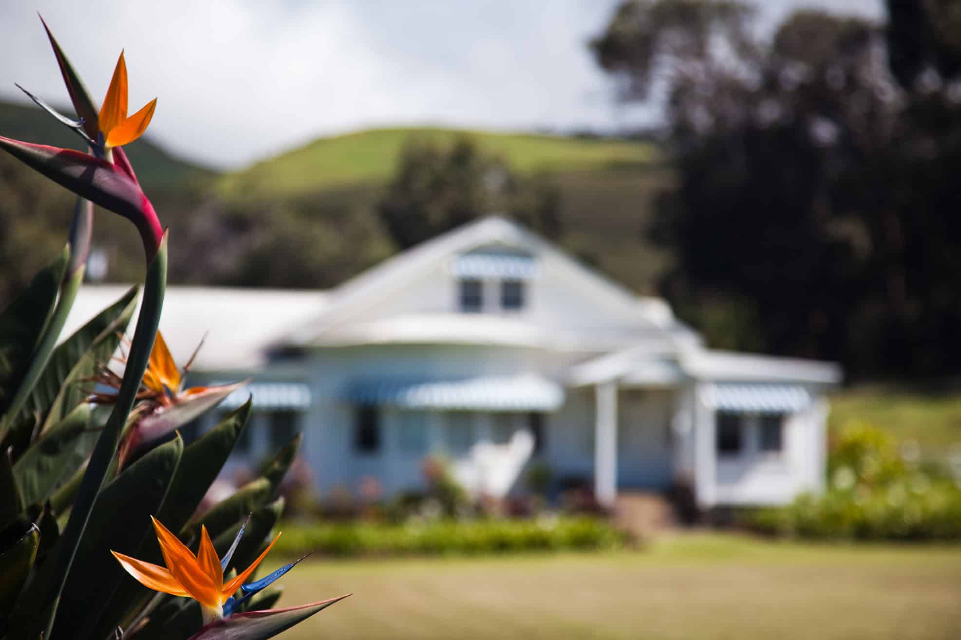 A blurry white house in the distance surrounded by palm trees and birds of paradise flowers to the left.