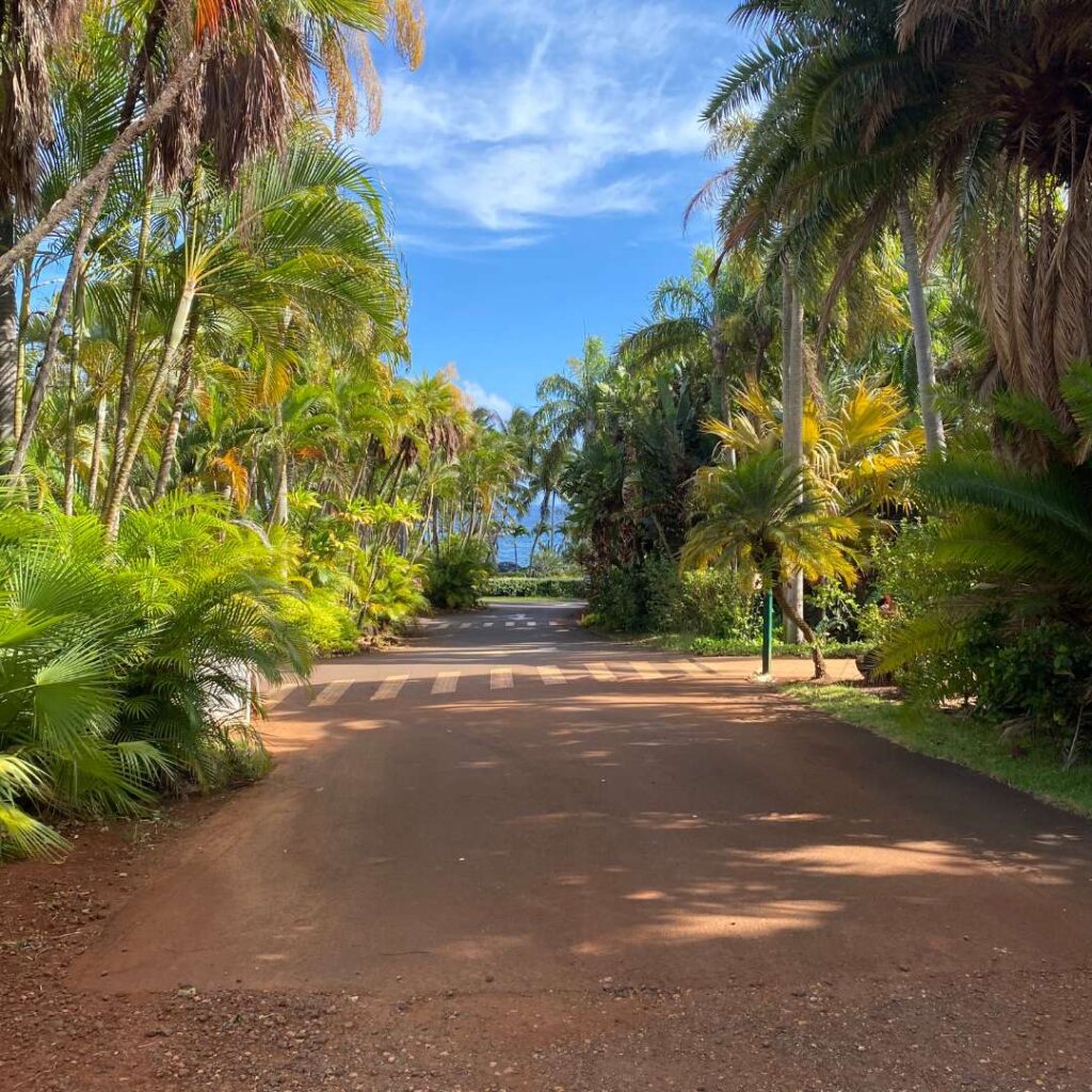 A dirt road with palm trees surrounding it and a bright blue sky