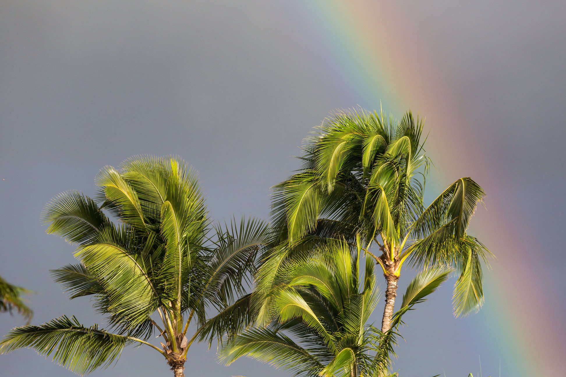 A rainbow in a gray sky behind some palm trees