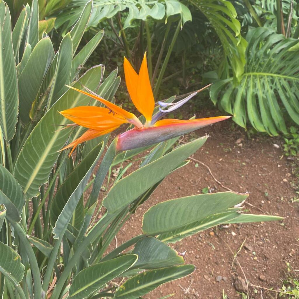 Green foliage with an orange bird of paradise flower