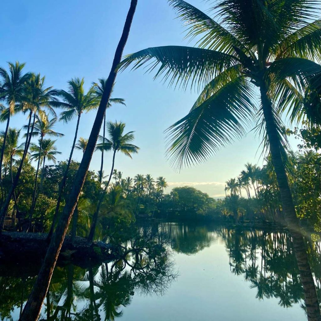 A calm river with palm trees surrounding it