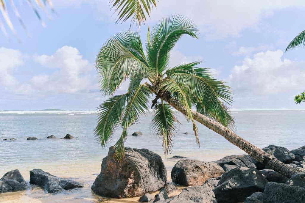 A rocky beach with a palm tree dipping down toward the water