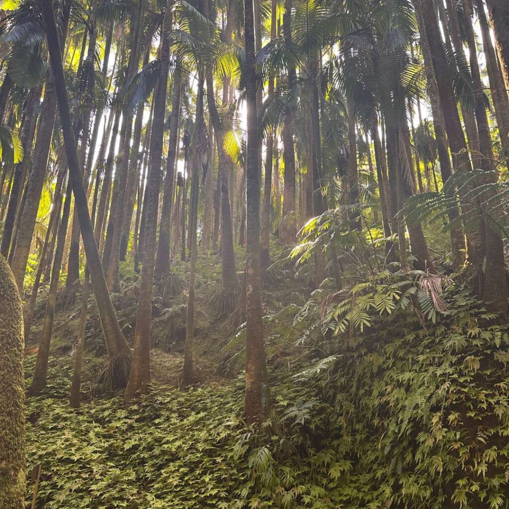 A tropical rainforest with sun coming in on the trees and moss on the ground.