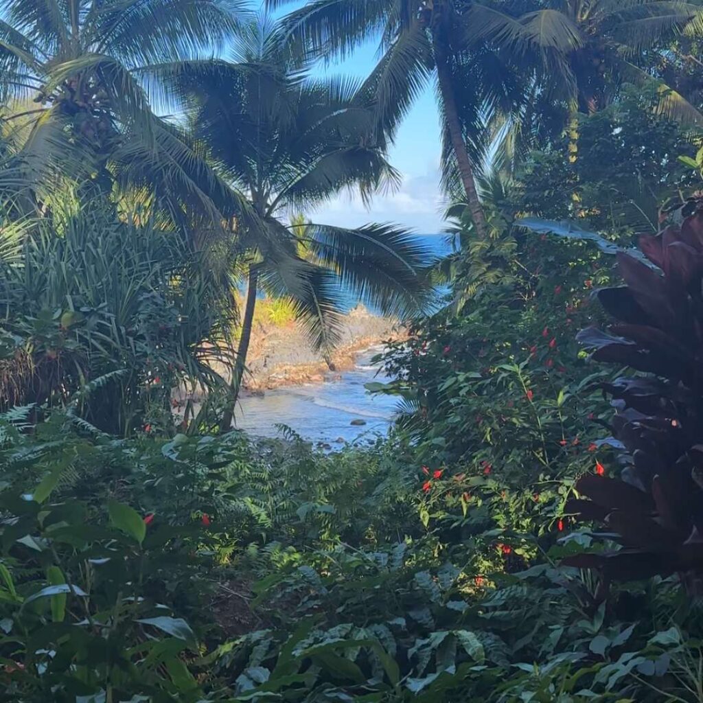 A tropical forest with trees framing an ocean in the distance