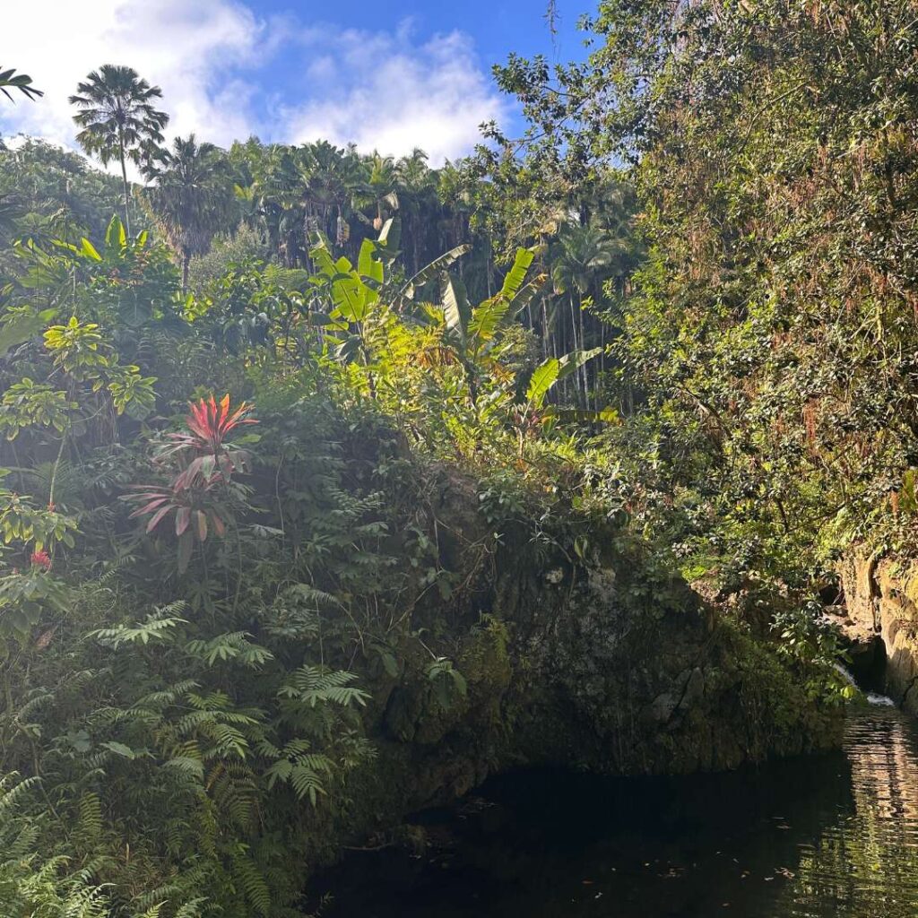 Tropical foliage surrounding a calm lake.