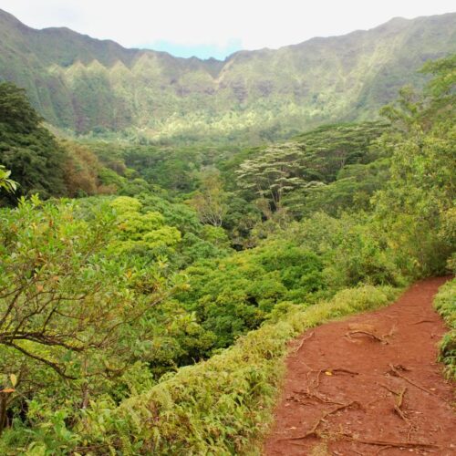 A brown hiking trail through overlooking a valley of lush tropical trees and mountains