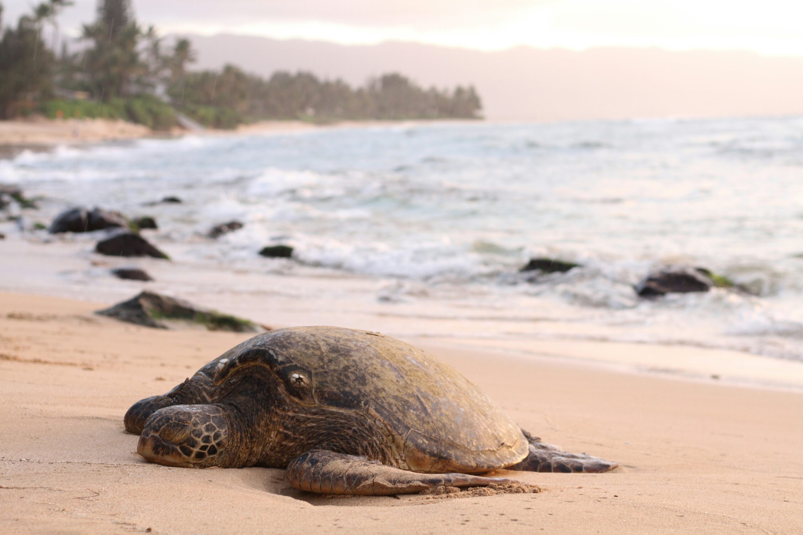 A green sea turtle sleeping on a sandy rocky beach with ocean waves and trees in the background