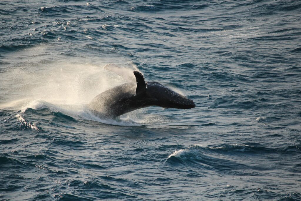 A whale jumping out of a dark blue ocean