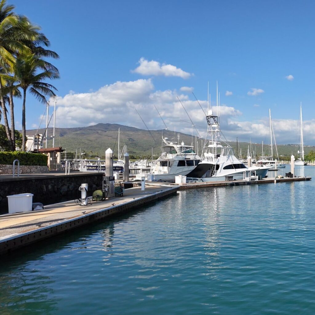 A tropical marina with calm waters, white yachts, palm trees and blue skies.