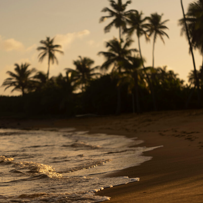 Ocean waves lapping up to a sandy shore with palm trees in the background.