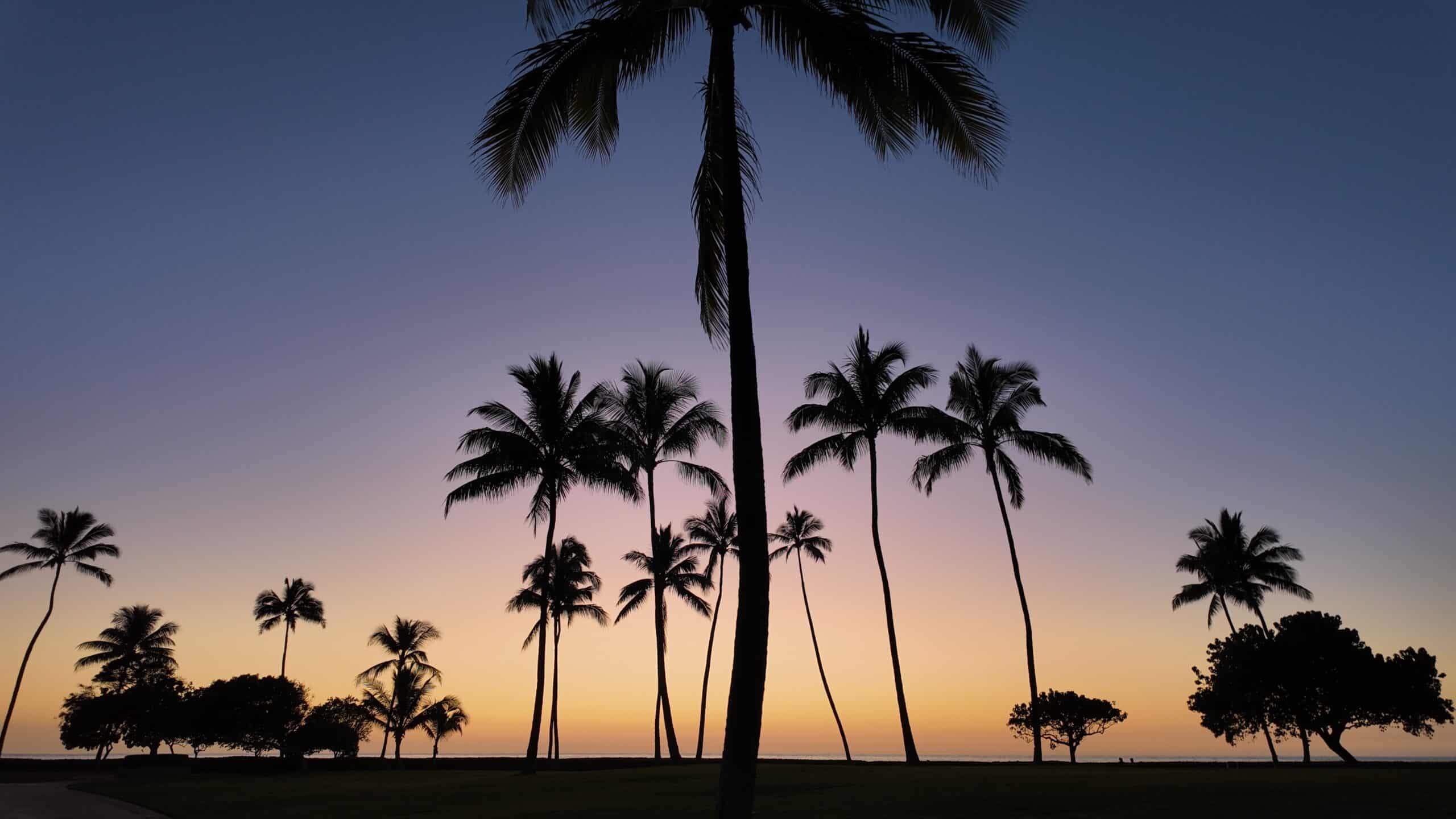 A purple and orange colored sunset with palm tree shadows in the foreground.