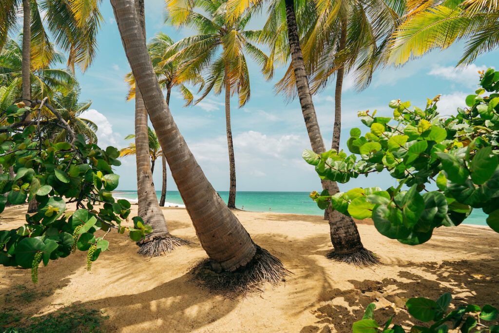 A brightly colored beach with lots of palm trees and a turquoise ocean in the background.